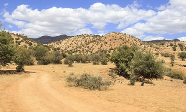 MAGIE DU DESERT